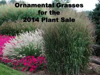 Ornamental Grasses for the 2014 Plant Sale