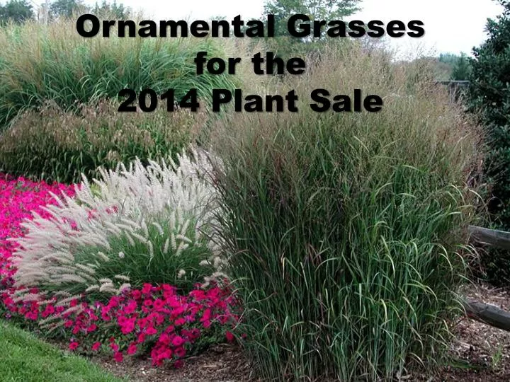 ornamental grasses for the 2014 plant sale