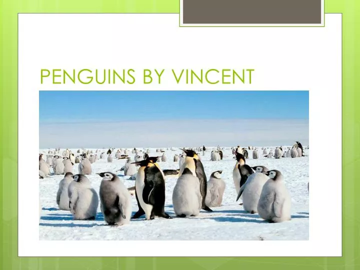 penguins by vincent