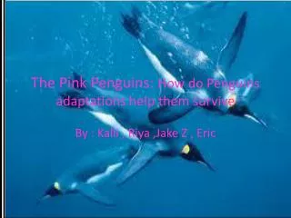 The Pink Penguins: How do Penguins adaptations help them survive