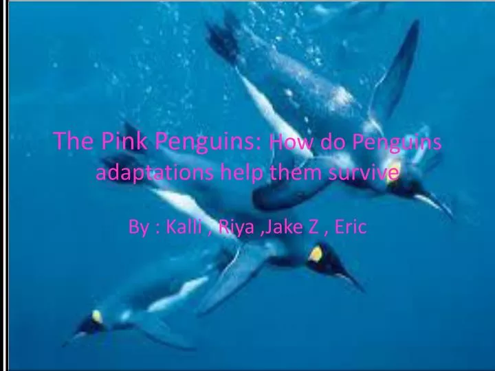 the pink penguins how do penguins adaptations help them survive