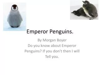 Emperor Penguins.