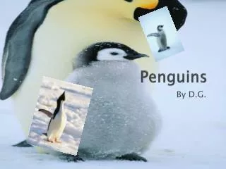 Penguins