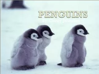 PENGUINS