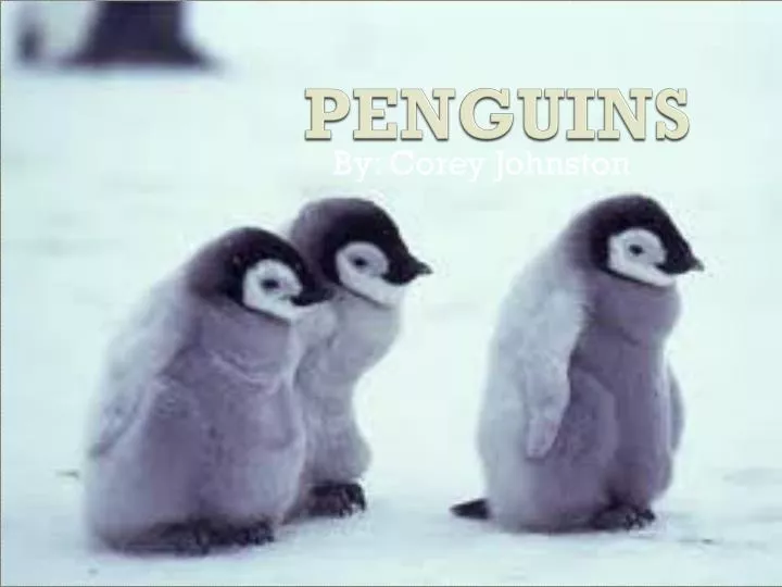 penguins