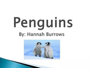 Penguins By: Hannah Burrows