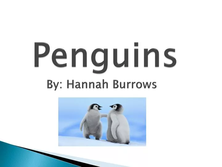 penguins by hannah burrows