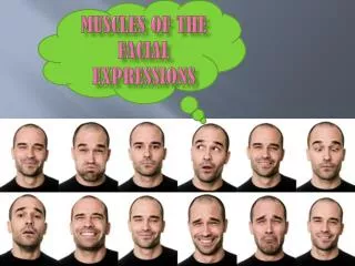 Muscles of the Facial Expressions