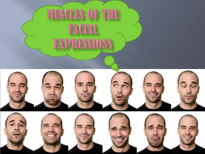 muscles of the facial expressions