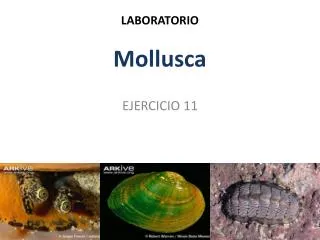LABORATORIO Mollusca