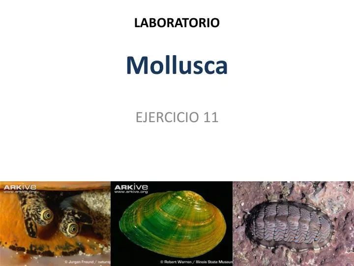 laboratorio mollusca