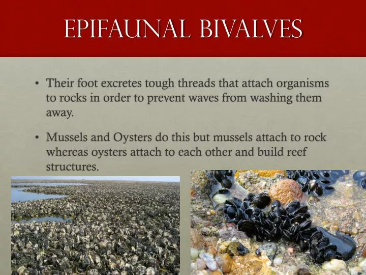 epifaunal bivalves