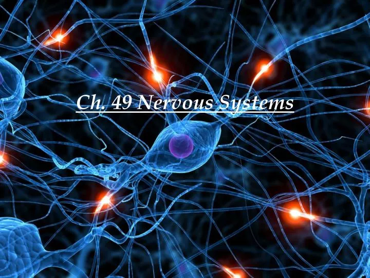 ch 49 nervous systems
