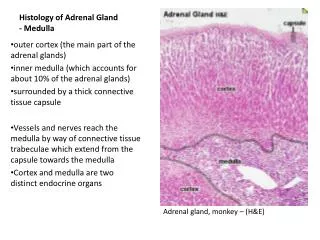 Histology of Adrenal Gland - Medulla