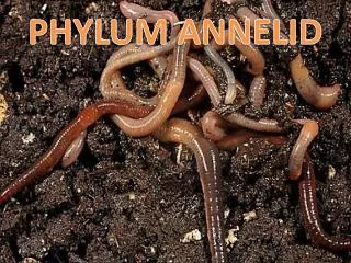 PHYLUM ANNELID