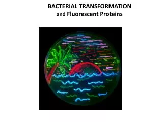 BACTERIAL TRANSFORMATION and Fluorescent Proteins