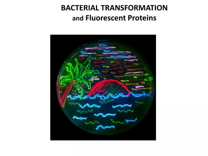 bacterial transformation and fluorescent proteins