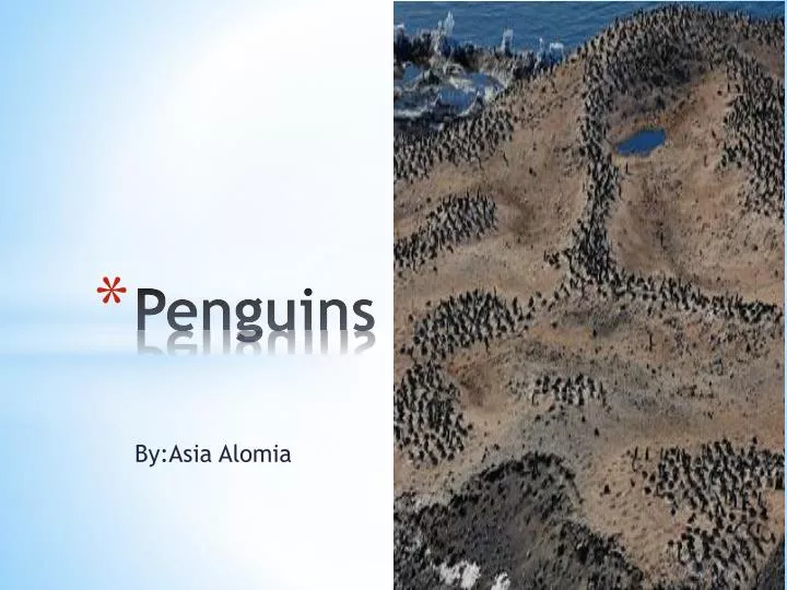 penguins