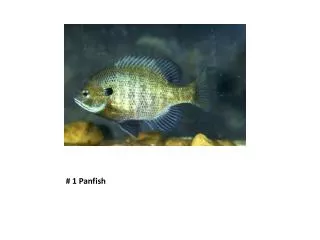 # 1 Panfish