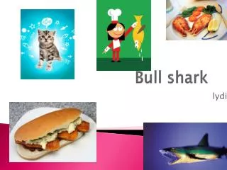 bull shark