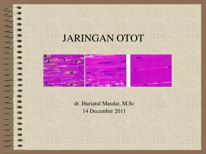 jaringan otot