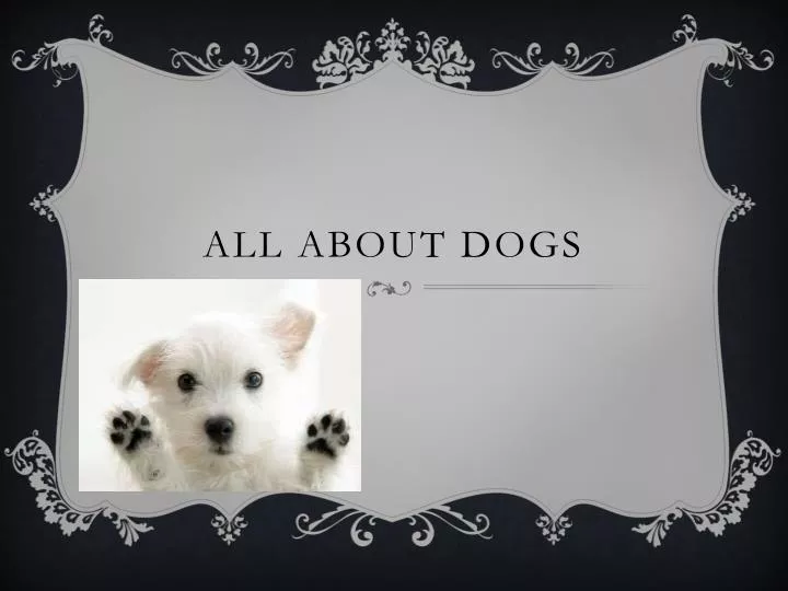 all about dogs