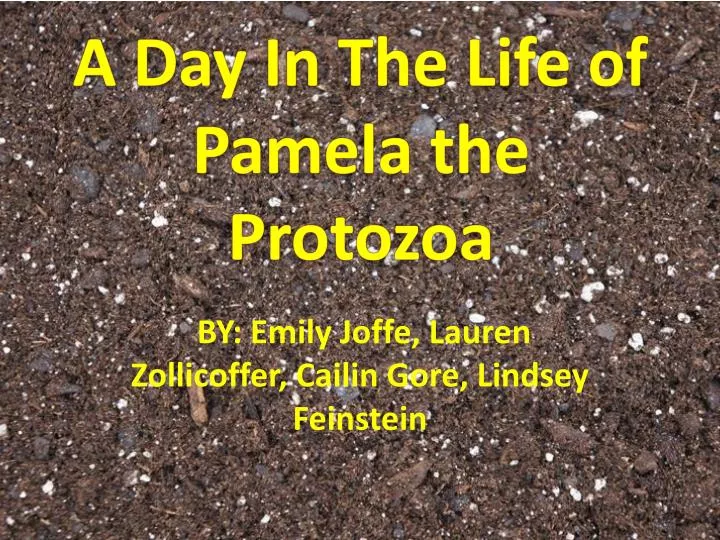 a day in the life of pamela the protozoa