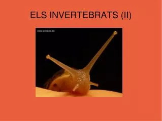 els invertebrats ii