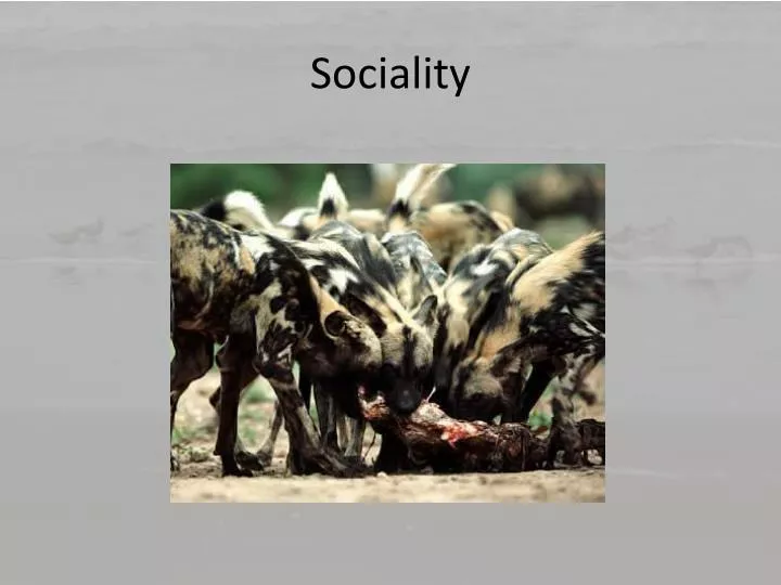 sociality