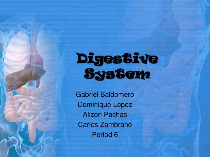 digestive system