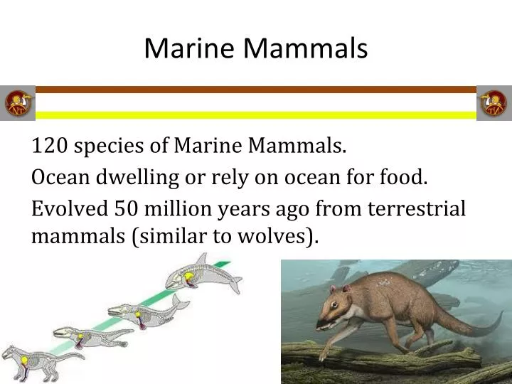 marine mammals