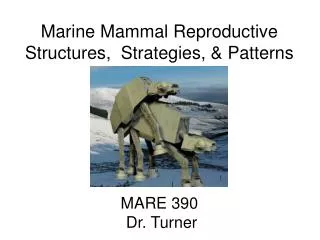 Marine Mammal Reproductive Structures, Strategies, &amp; Patterns MARE 390 Dr. Turner