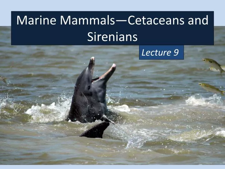 marine mammals cetaceans and sirenians