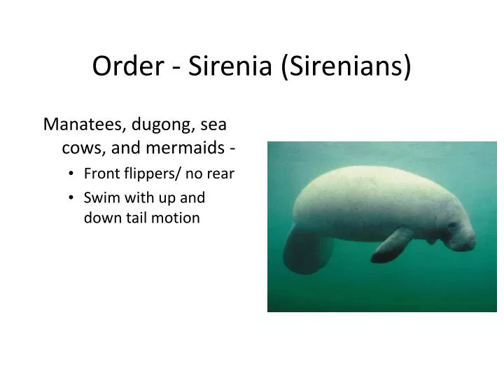 order sirenia sirenians
