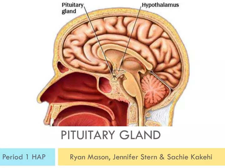 Ppt Pituitary Gland Powerpoint Presentation Free Download Id1950760