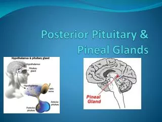 Posterior Pituitary &amp; Pineal Glands