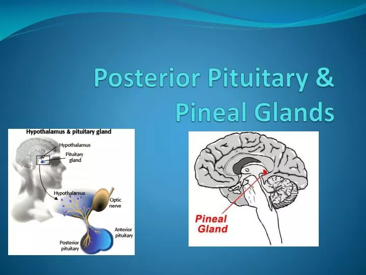 posterior pituitary pineal glands