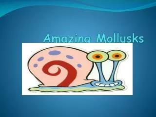 Amazing Mollusks