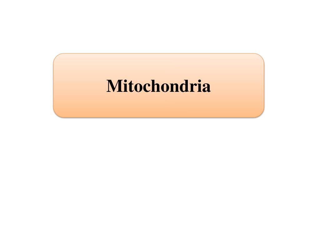 PPT - Mitochondria PowerPoint Presentation, free download - ID:1950830