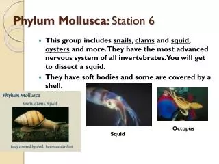 Phylum Mollusca : Station 6