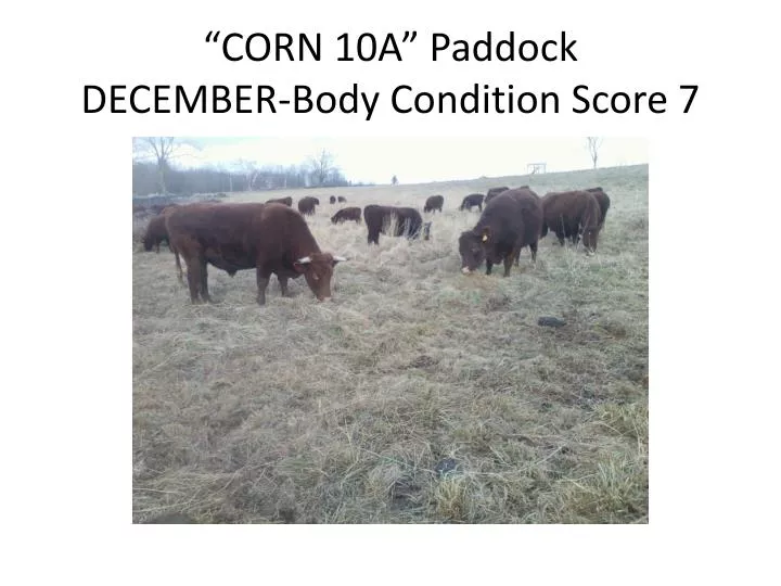 corn 10a paddock december body condition score 7