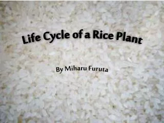Life Cycle of a Rice Plant
