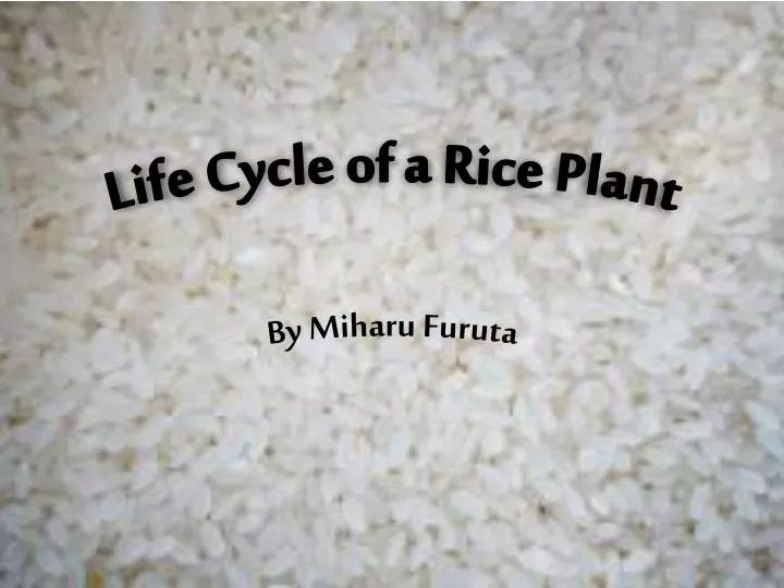 life cycle of a rice plant
