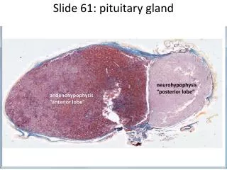 Slide 61: pituitary gland