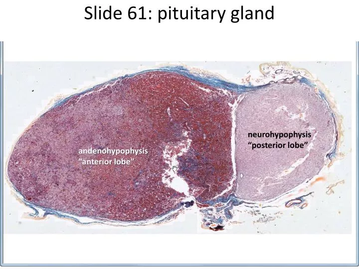 slide 61 pituitary gland