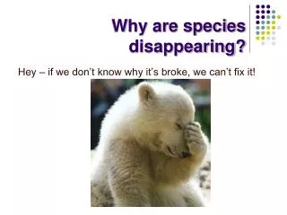 Why are species disappearing?
