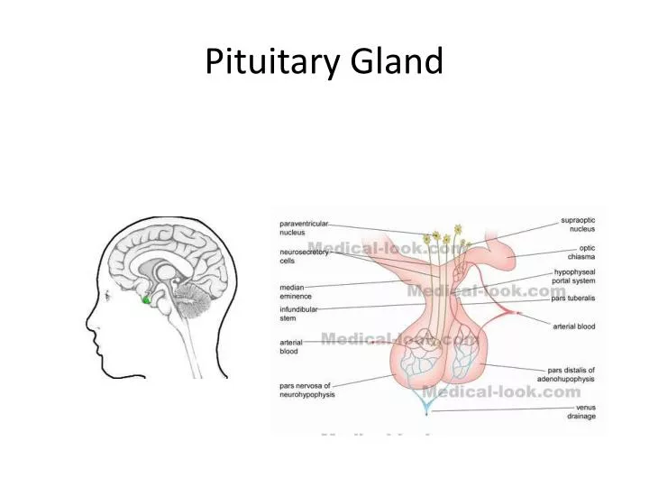 pituitary gland