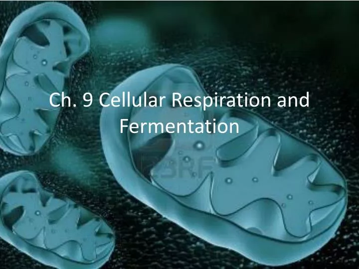 ch 9 cellular respiration and fermentation