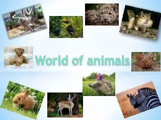 presentation on the animal world