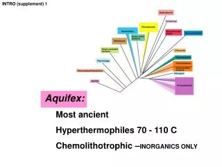 Aquifex : 	Most ancient Hyperthermophiles 70 - 110 C Chemolithotrophic – INORGANICS ONLY